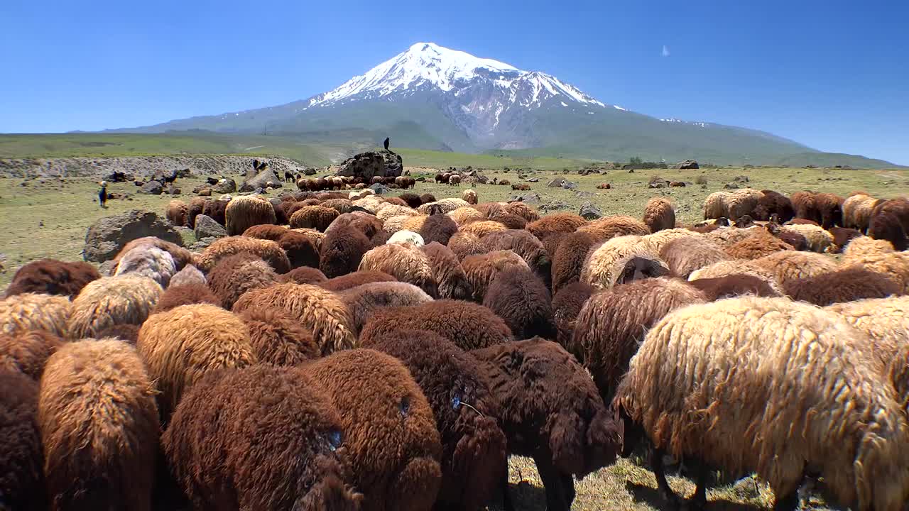 Stock Video Herd Of Sheep In The Mountain Valley Animated Wallpaper - Free Download