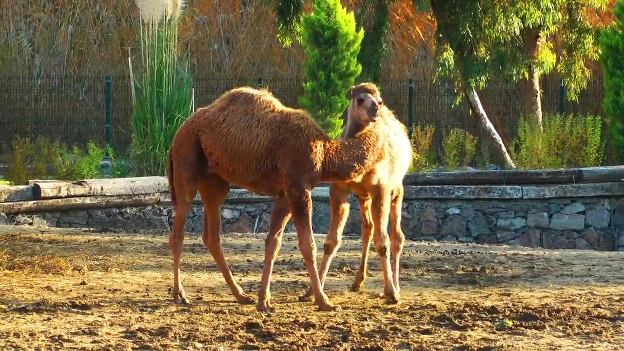 Video Stock Camel Couple In Arab Zoo Live Wallpaper For PC - Free Download