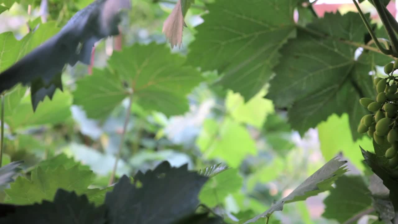 Stock Video Green Grapes Growing Live Wallpaper For PC - Free Download