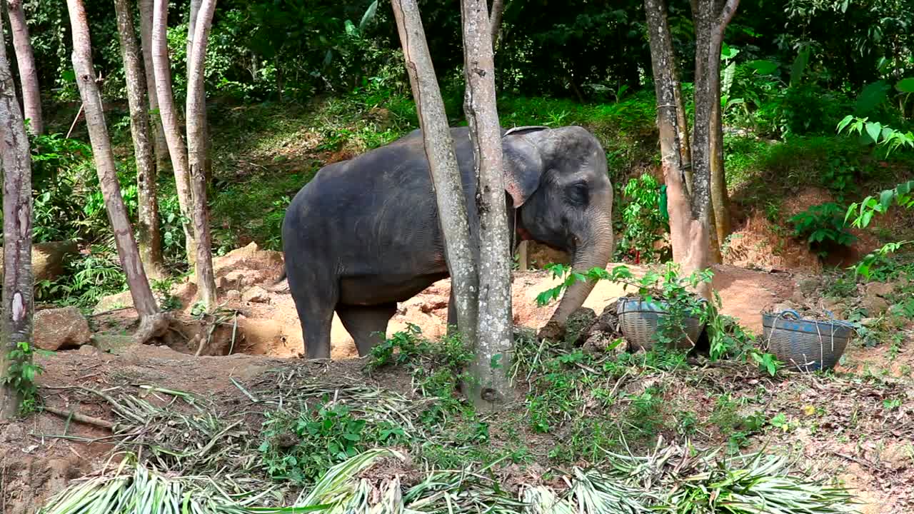 Stock Video Elephant Eating In The Woods Live Wallpaper For PC - Free Download