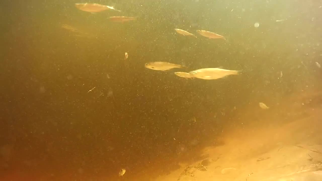 Stock Video Fish Swimming Under Polluted Water Live Wallpaper For PC - Free Download