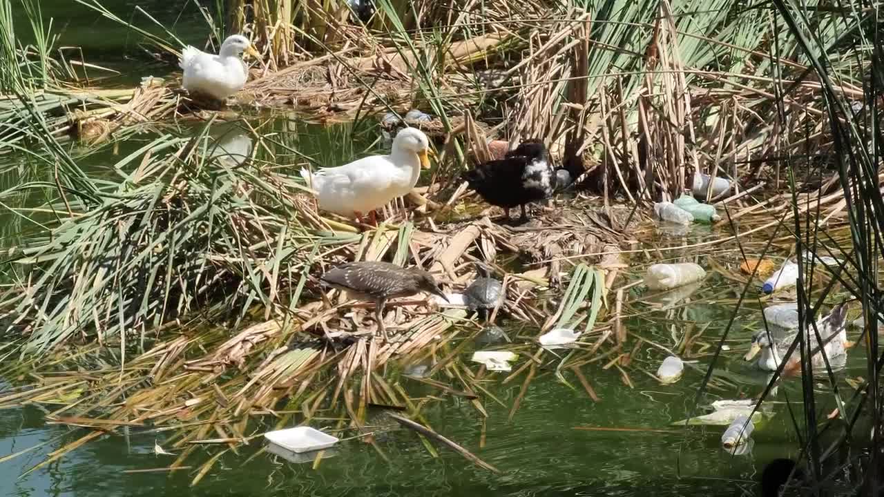 Stock Video Ducks Around A Dirty And Polluted River Live Wallpaper For PC - Free Download