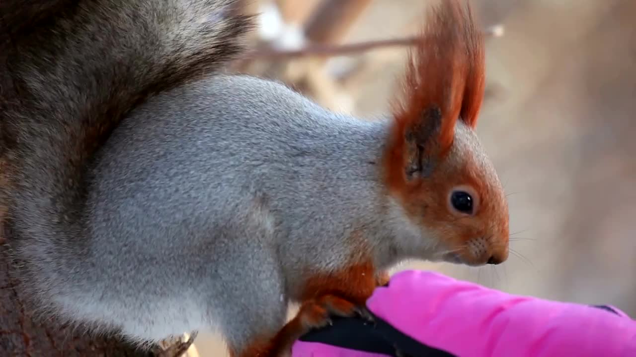 Free Video Stock Squirrel Eating On A Hand With A Pink Glove Live Wallpaper - Free Download