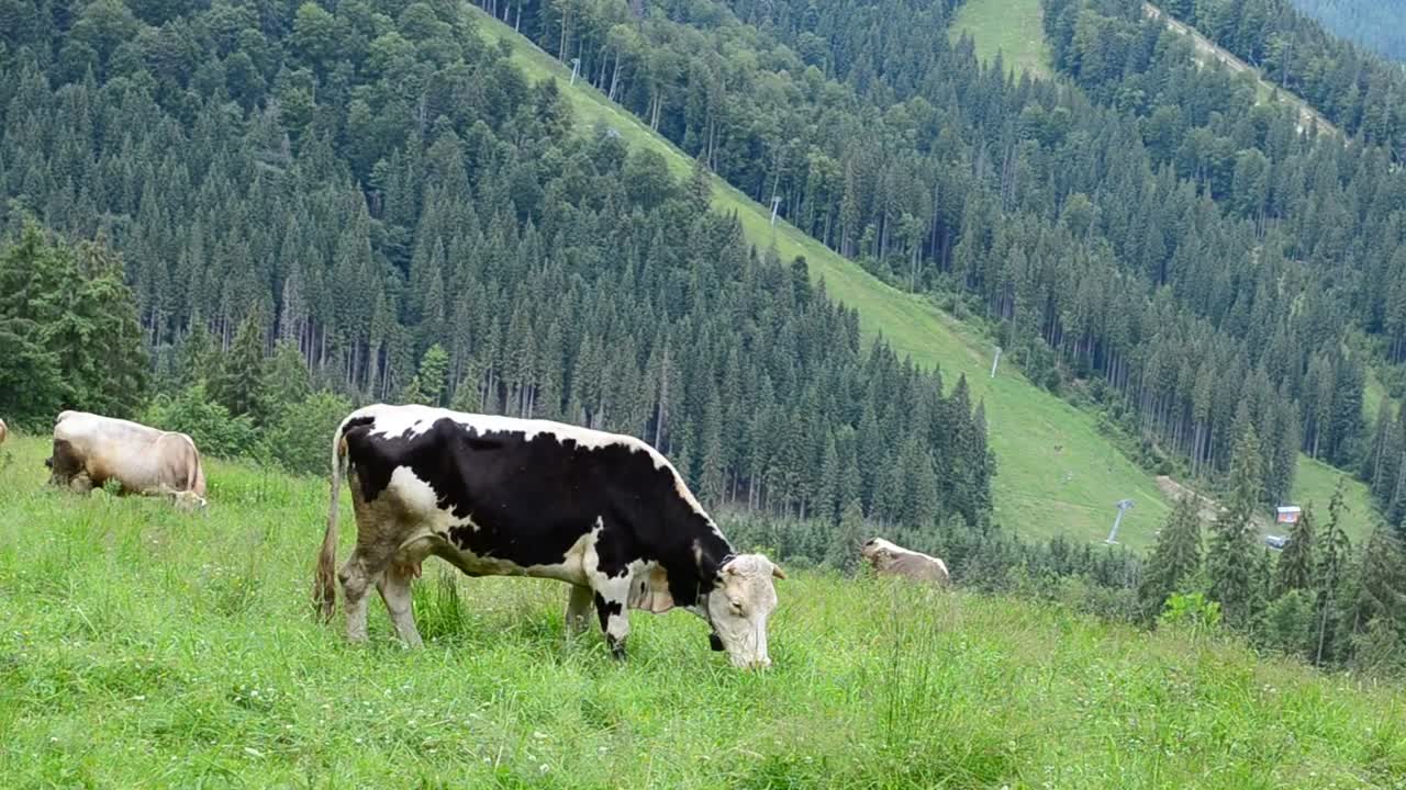 Stock Video Cows Grazing In The Hills Live Wallpaper For PC - Free Download