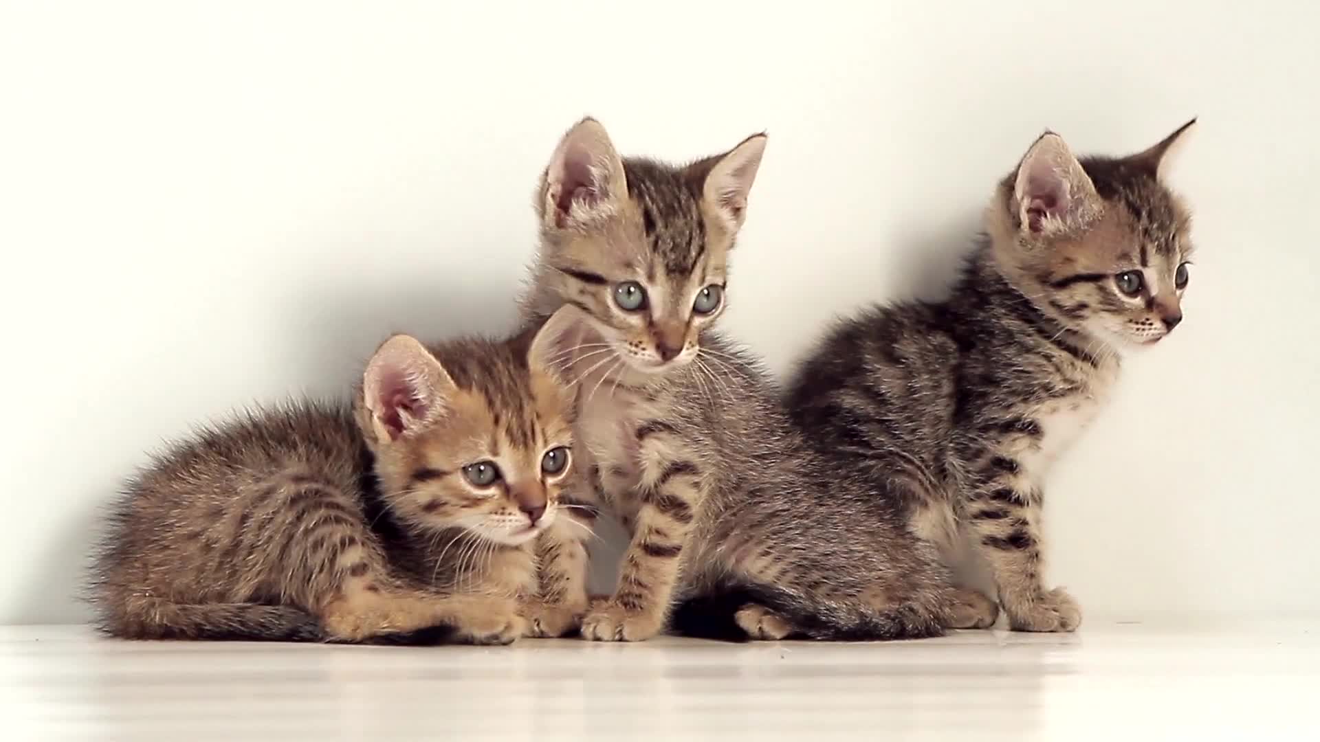 Kittens - Free Download