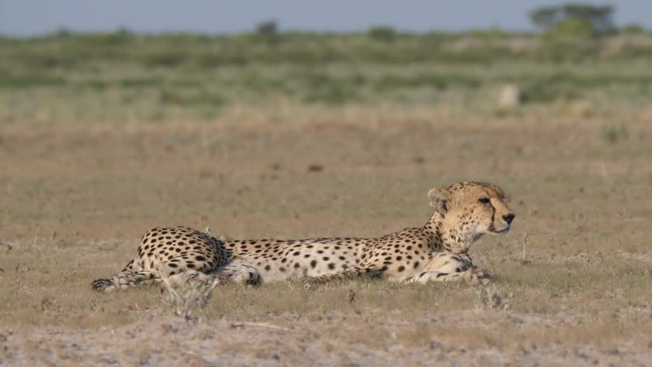 Video Stock Cheetah Resting On The Savanna Live Wallpaper For PC - Free Download