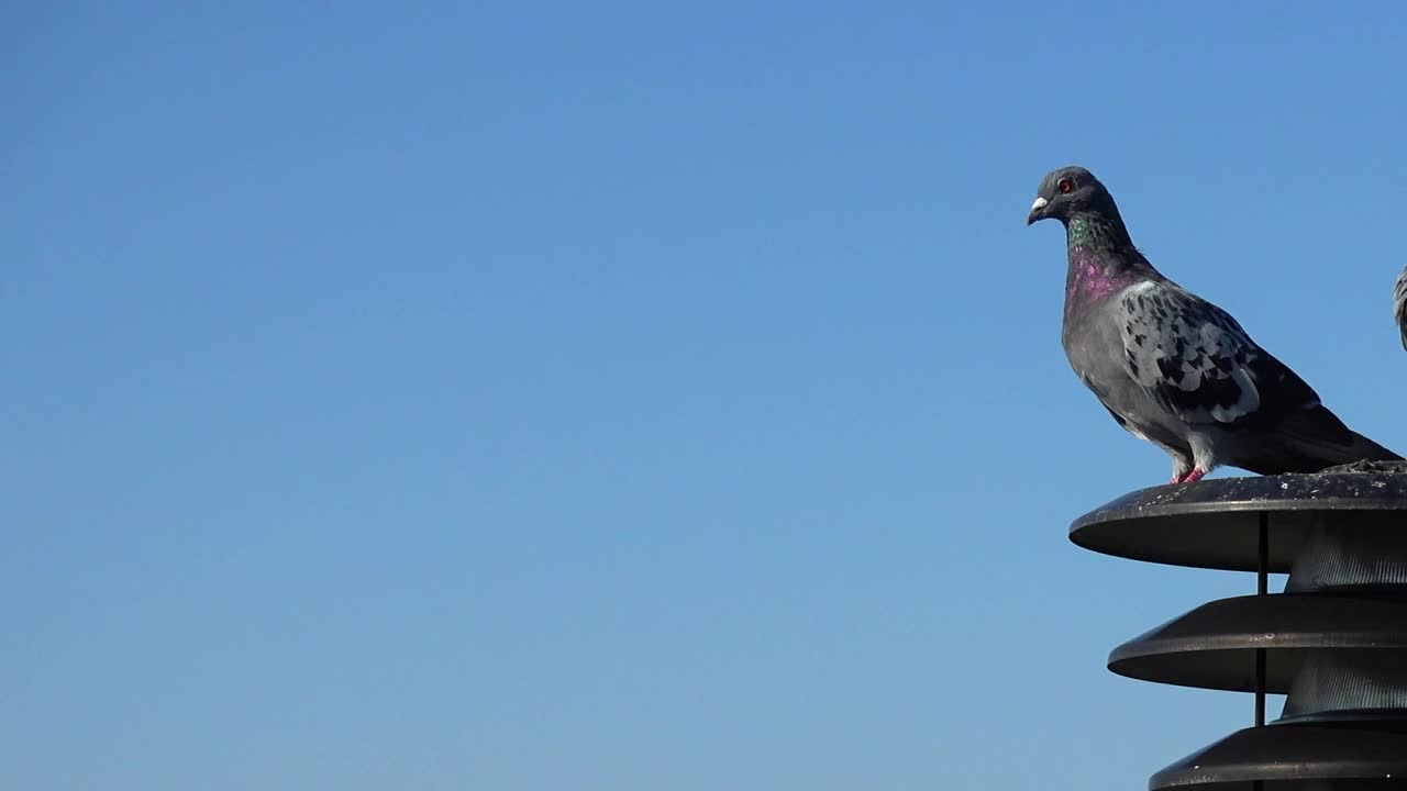 Video Stock Pigeons Sitting Together Live Wallpaper Free - Free Download
