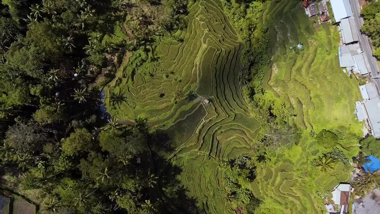 Stock Video Flying Over Rice Fields Live Wallpaper For PC - Free Download