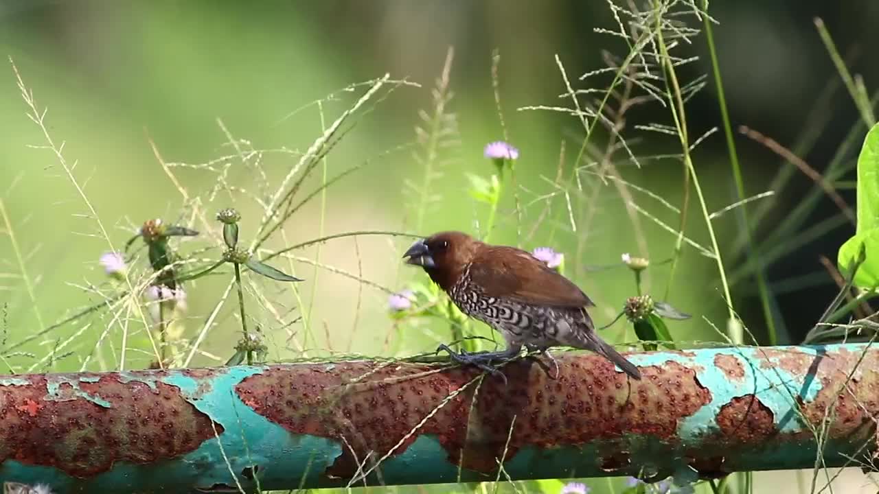 Stock Video Bird On A Rusted Pipe Live Wallpaper For PC - Free Download