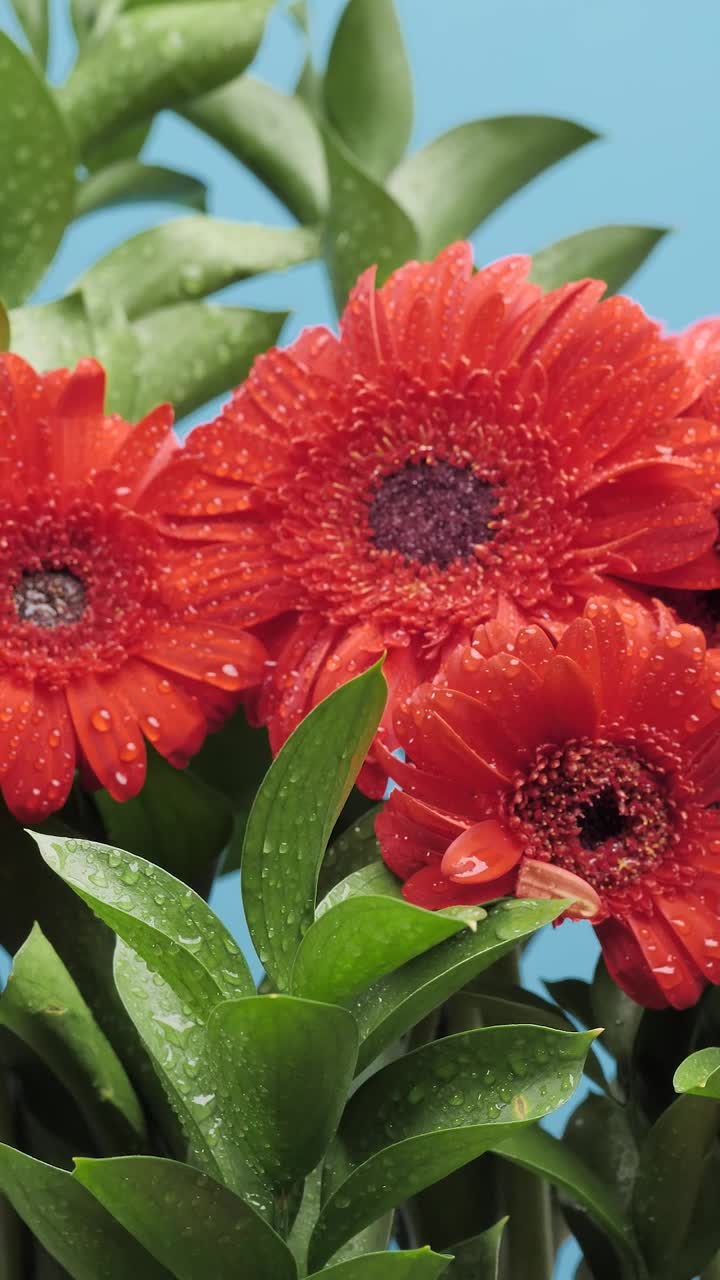 Stock Video Flower Arrangement On A Blue Background Live Wallpaper For PC - Free Download