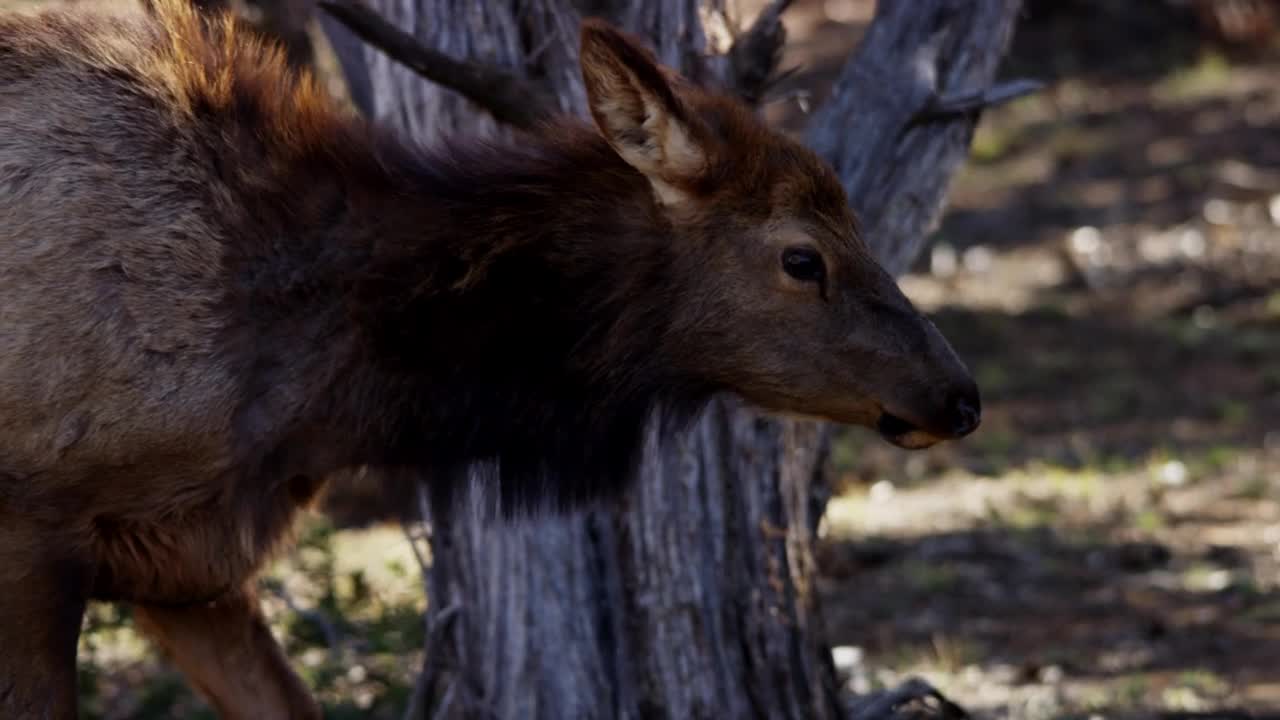 Free Stock Video Wild Deer In Their Habitat Live Wallpaper - Free Download