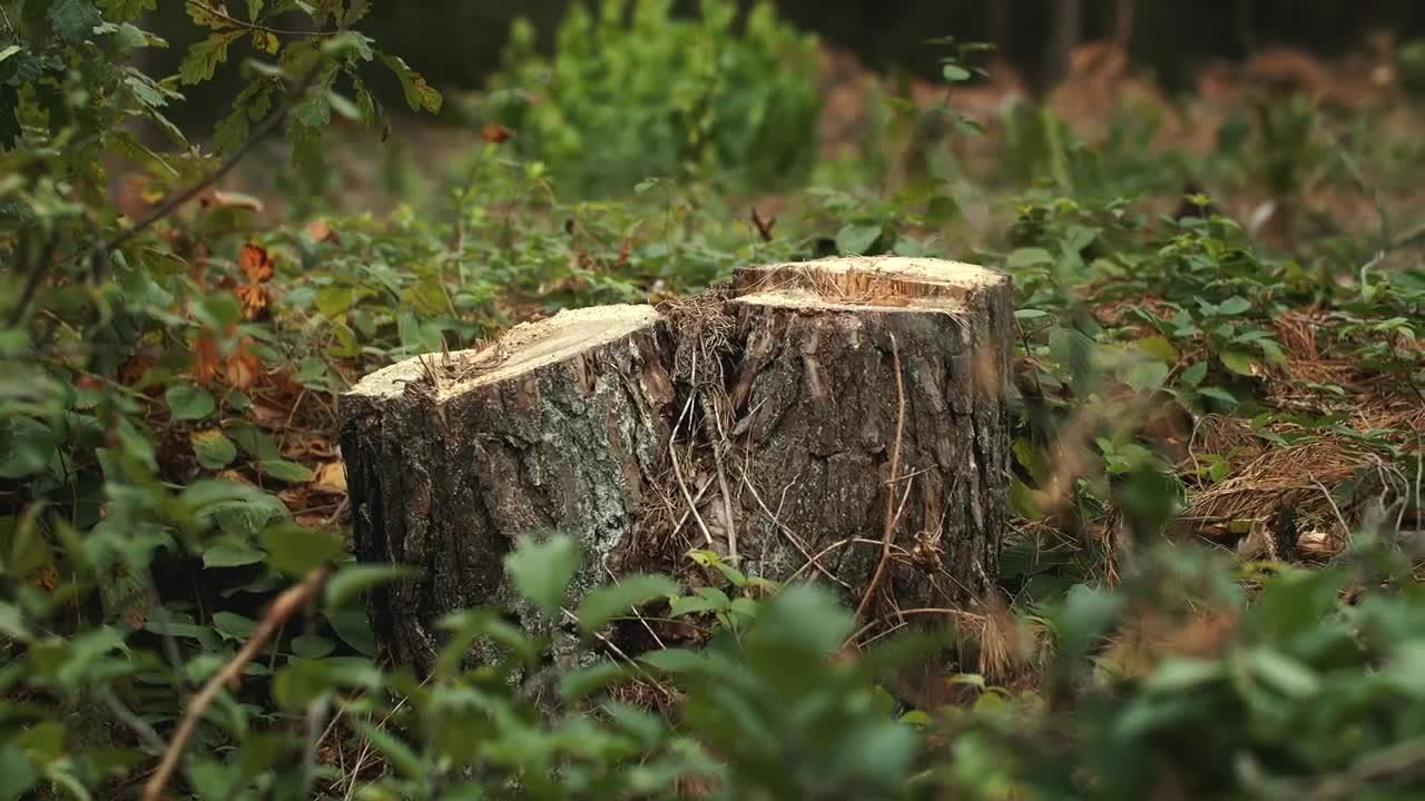 Stock Video Cut Tree Showing Environmental Destruction Live Wallpaper For PC - Free Download