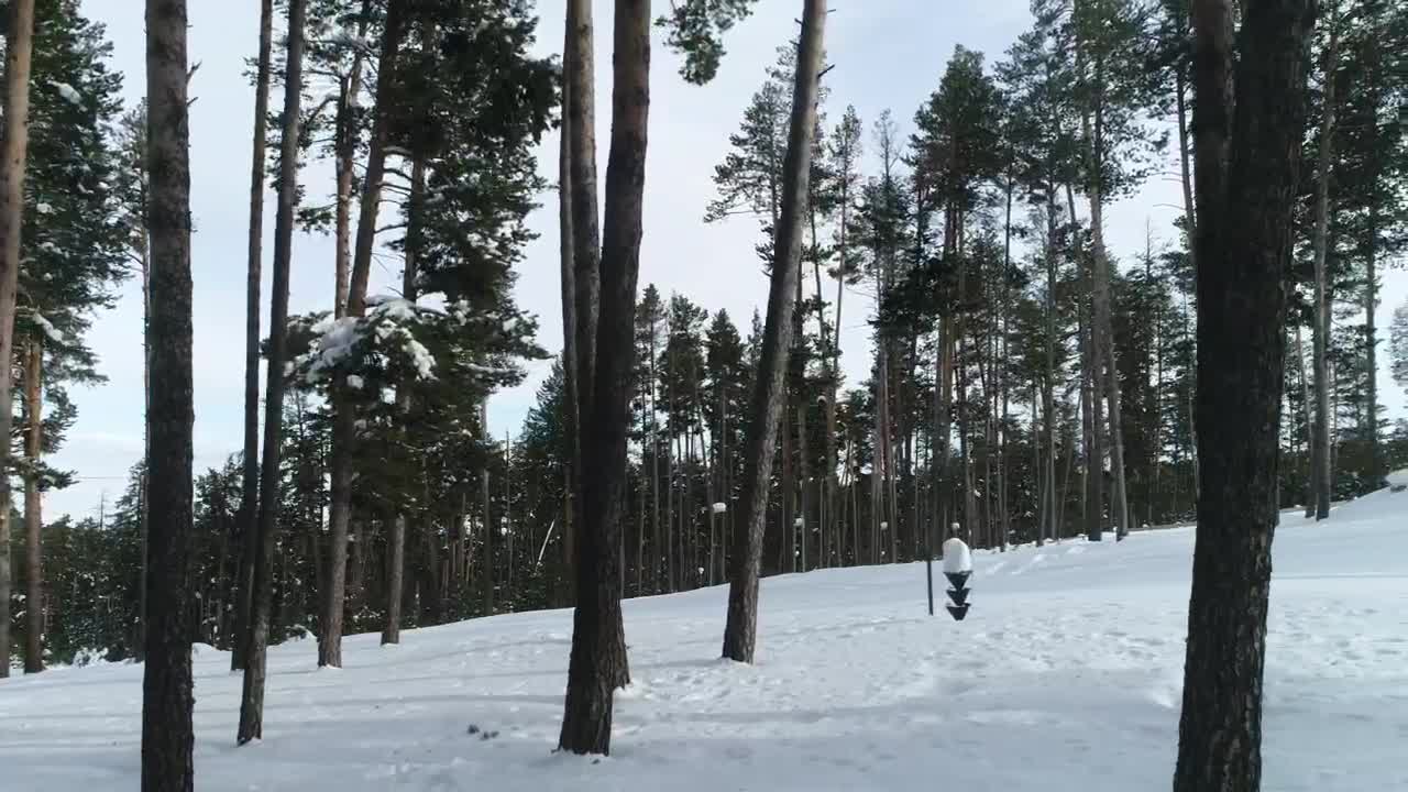 Free Video Stock Snowboarding Down A Forest Path Live Wallpaper - Free Download