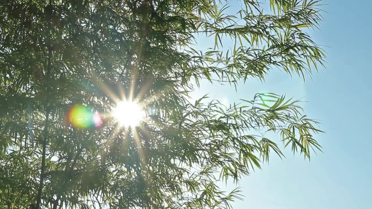 Stock Video Lens Flare Against The Sun Animated Wallpaper - Free Download
