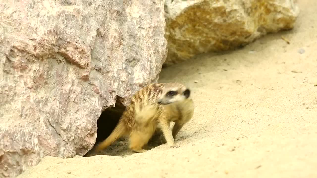 Stock Video Meerkats Playing In The San Animated Wallpaper - Free Download