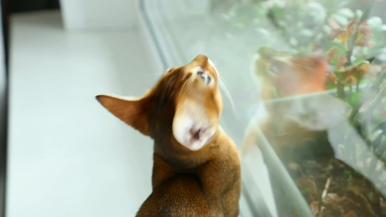 Stock Video Kitten By The Window Animated Wallpaper - Free Download