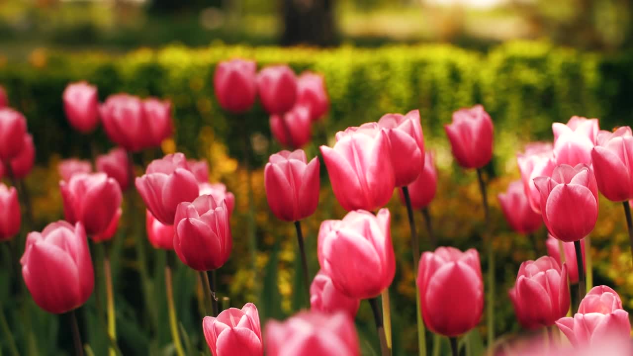 Free Stock Video Tulip Garden In Spring Live Wallpaper - Free Download