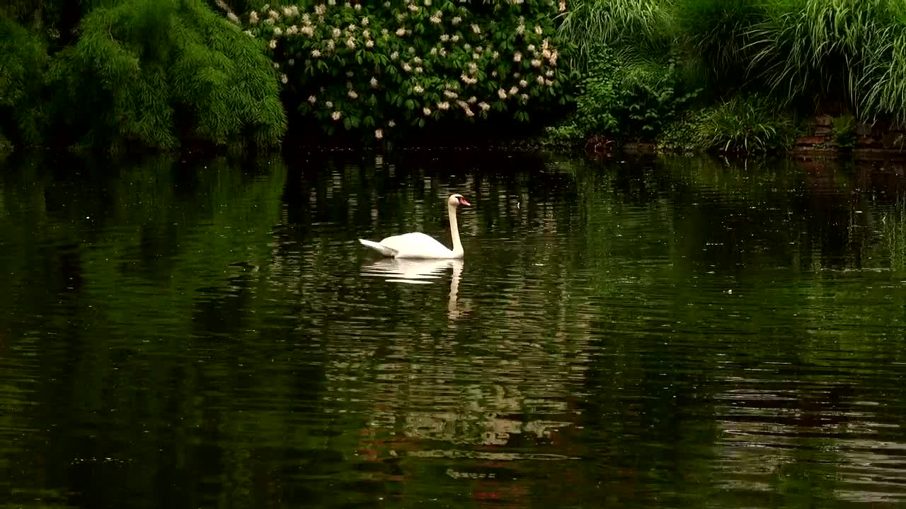 Stock Footage White Swan On A Calm Lake Live Wallpaper - Free Download