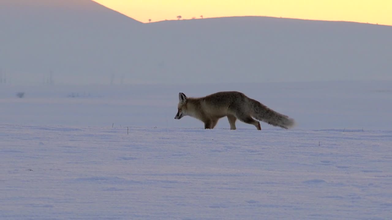 Stock Video Fox Running In The Snow Live Wallpaper For PC - Free Download