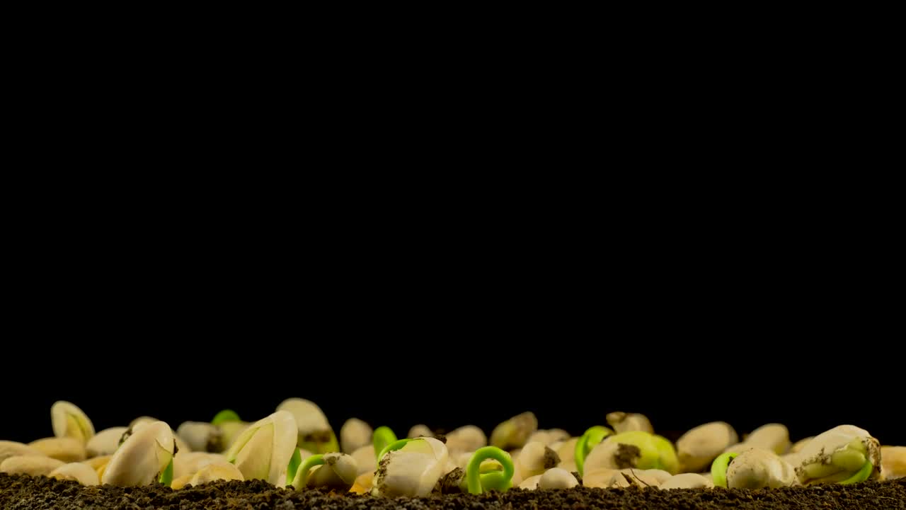Stock Video Beans Germination On Black Background Live Wallpaper For PC - Free Download