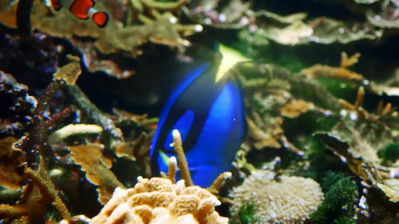 Free Stock Video Royal Blue Tang Fish Swim In Coral Reef Live Wallpaper - Free Download