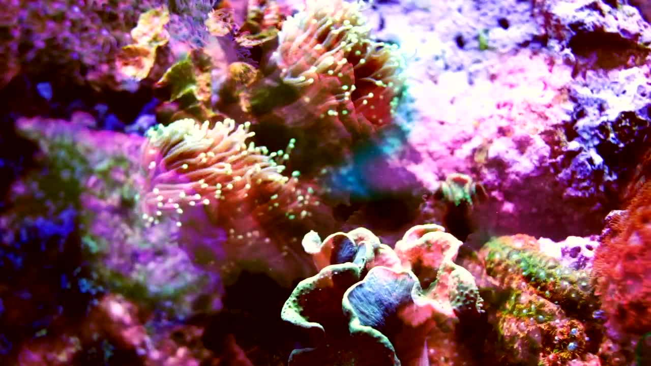 Stock Video Multicolored Coral Shot With Fish Projections Live Wallpaper - Free Download