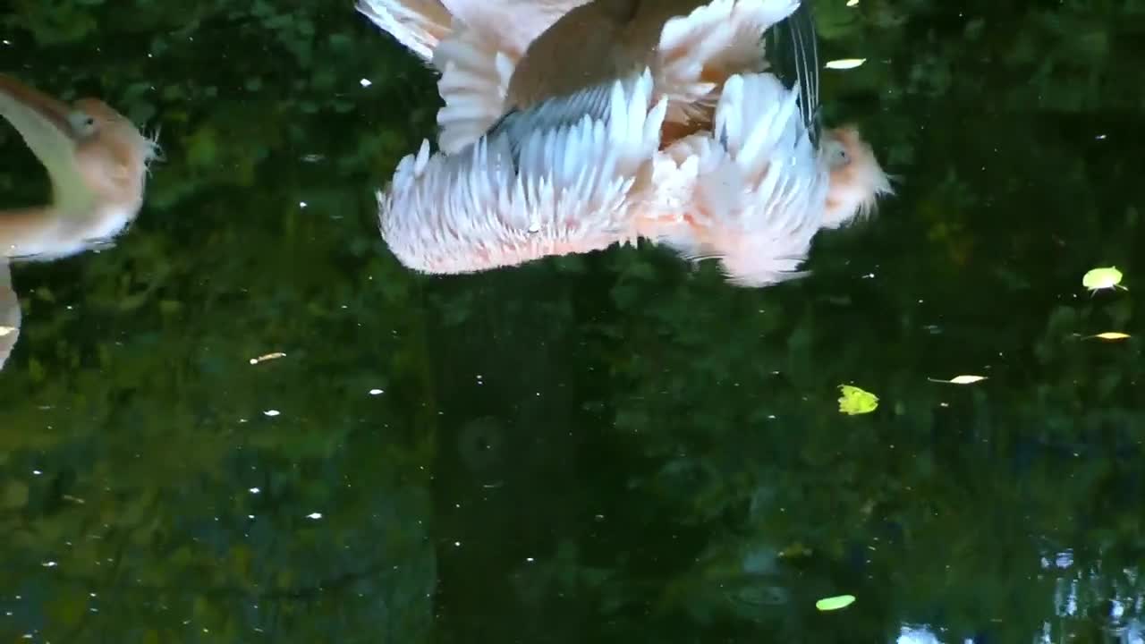 Stock Footage Water Reflection Of Some Pelicans Live Wallpaper - Free Download