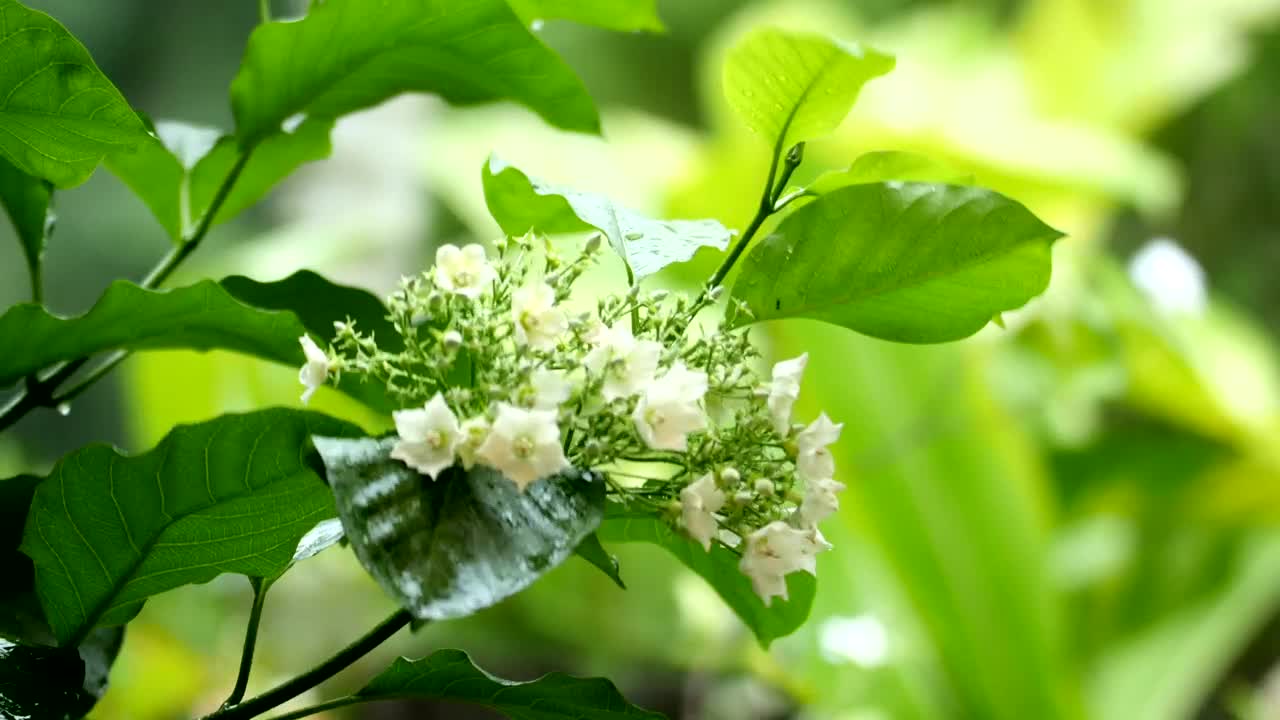 Stock Footage Wildflowers After The Rain Live Wallpaper - Free Download