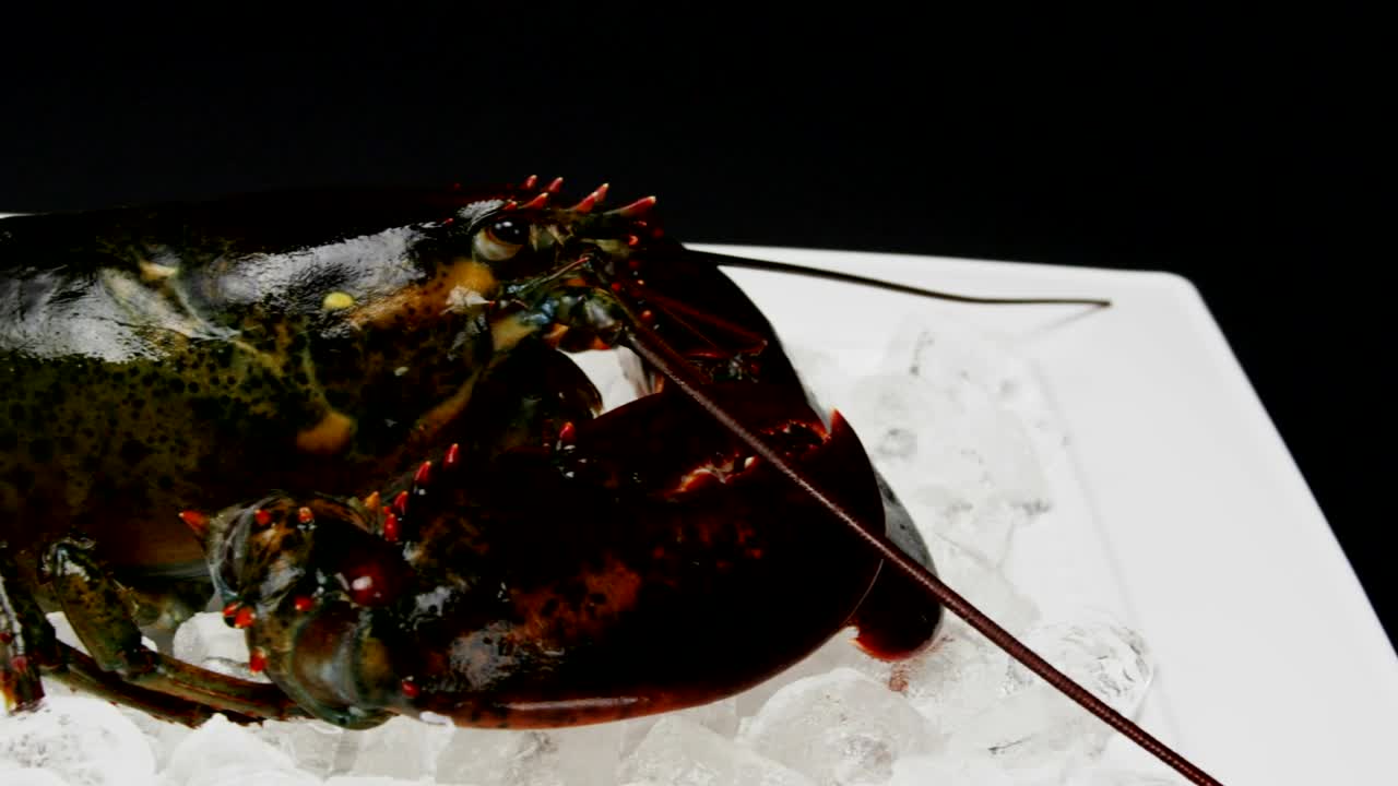 Stock Video Lobster On Ice Before Cooking Animated Wallpaper - Free Download