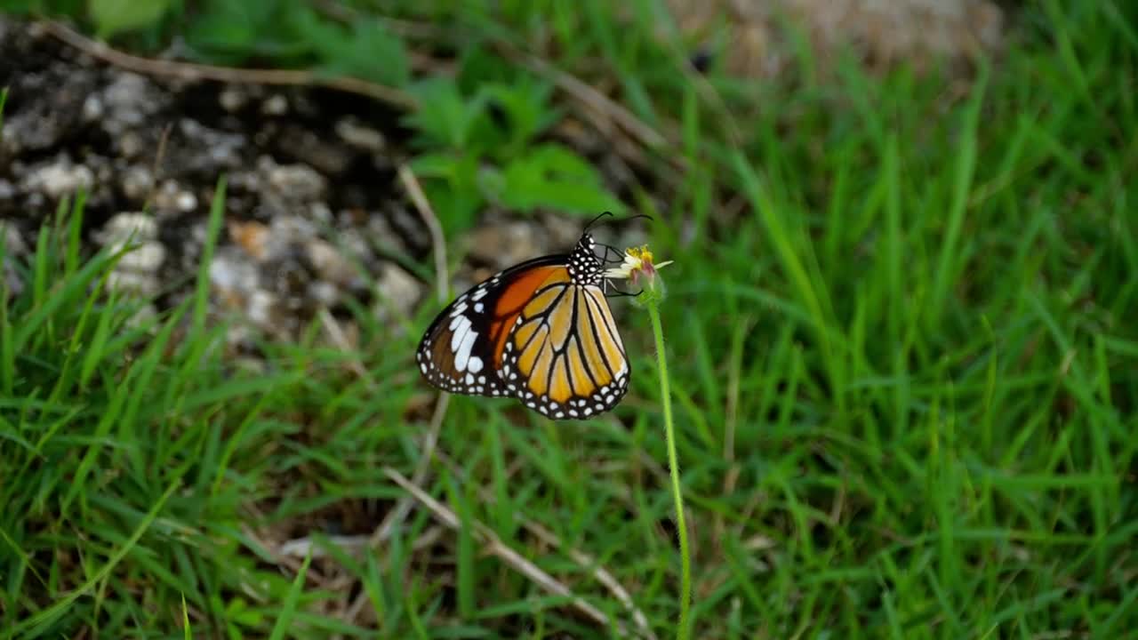 Stock Video Monarch Butterfly Standing On Flowe Animated Wallpaper - Free Download