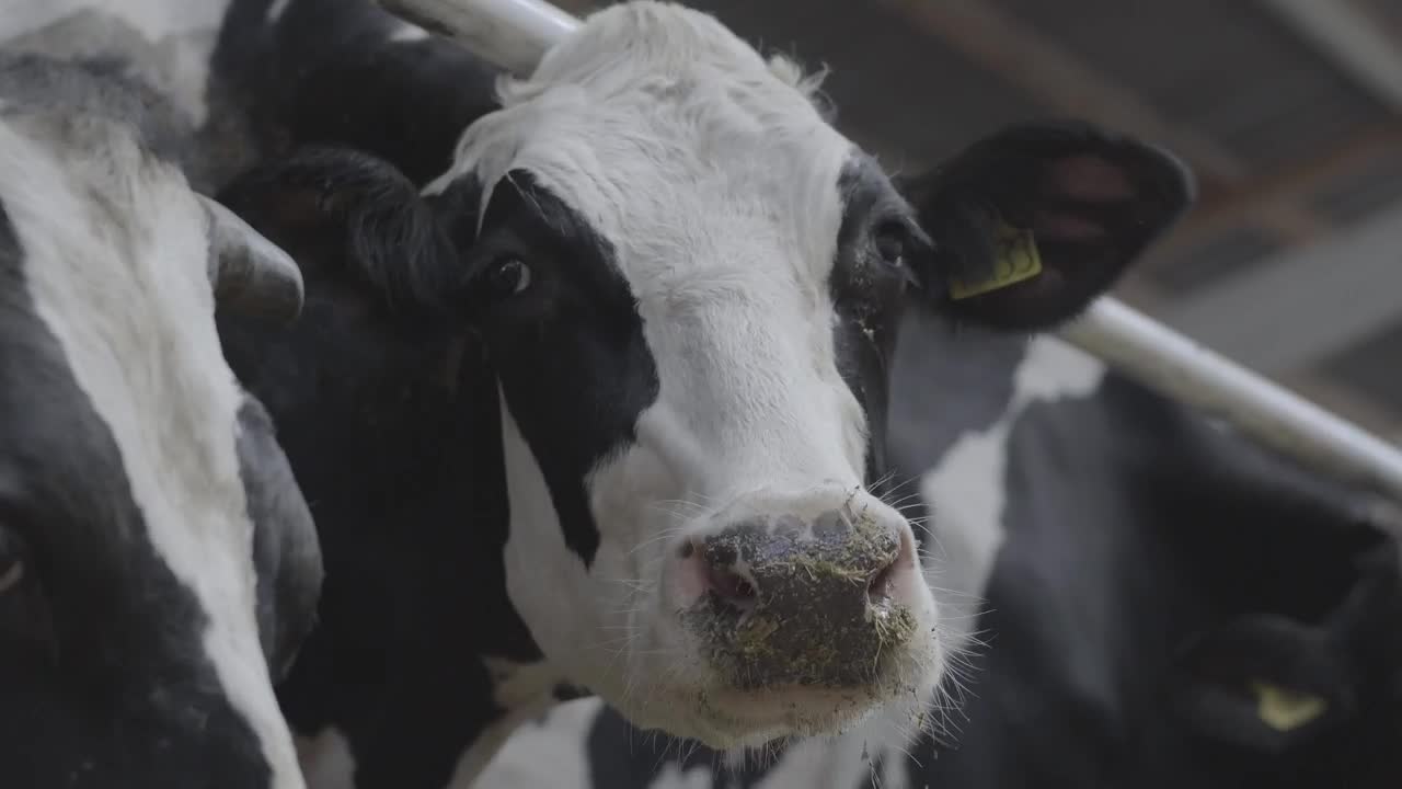 Stock Video Cow In A Stable Chewing Its Food Live Wallpaper For PC - Free Download