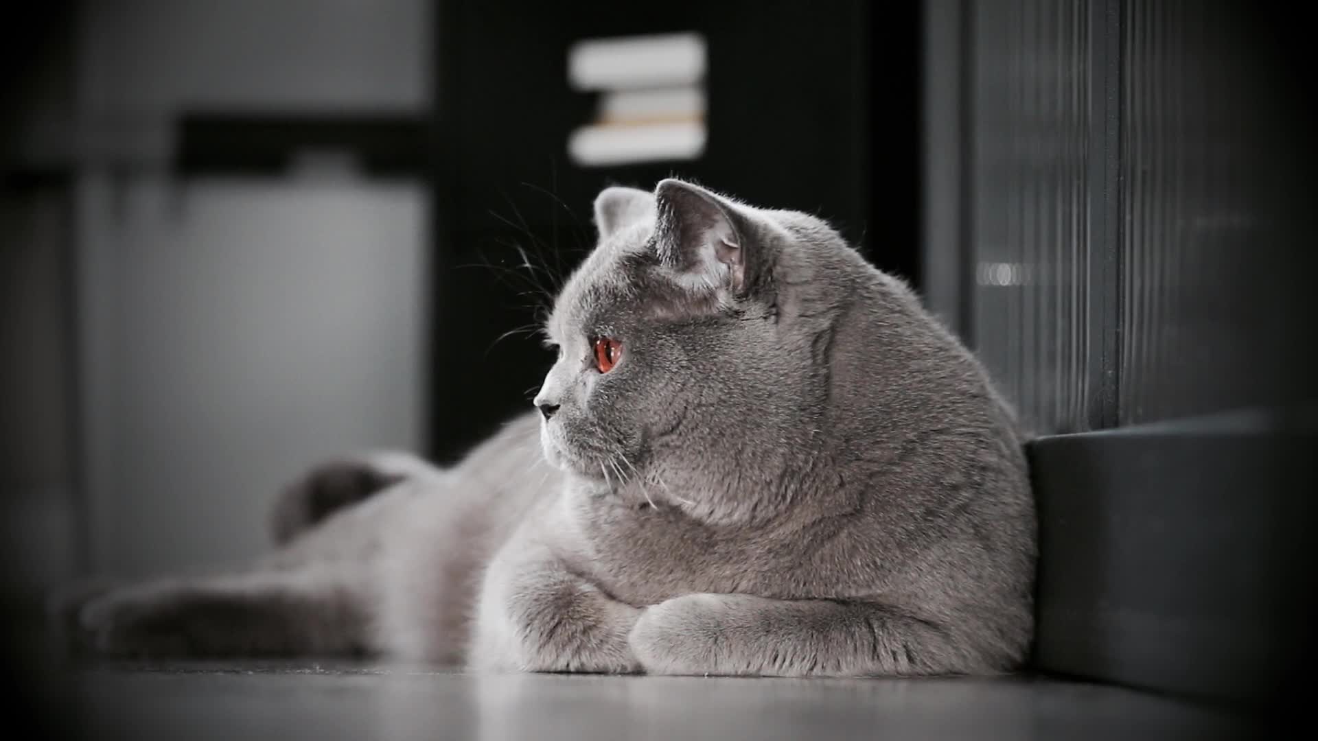 The Observing Cat HD Live Wallpaper - Free Download