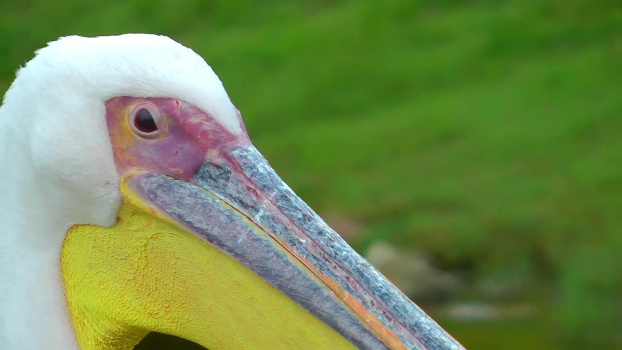 Stock Footage White Pelican Close Up Live Wallpaper - Free Download