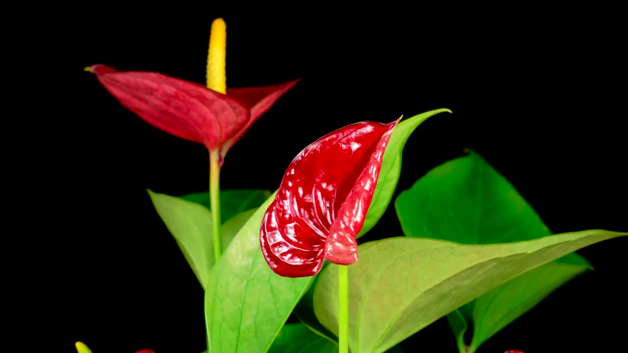 Free Stock Video Red Zantedeschias Opening Their Petals Live Wallpaper - Free Download