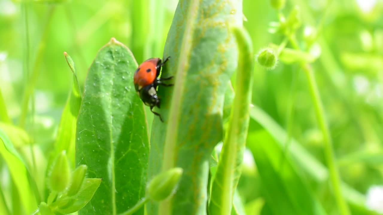 Stock Video Ladybug Sitting On A Leaf Animated Wallpaper - Free Download