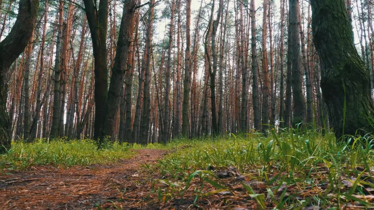 Stock Video Lonely Path In A Green Forest Animated Wallpaper - Free Download