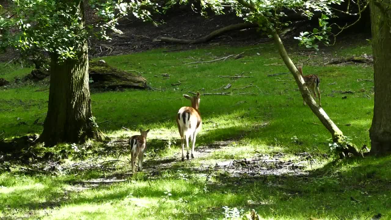 Stock Video Deer Family In Nature Live Wallpaper For PC - Free Download