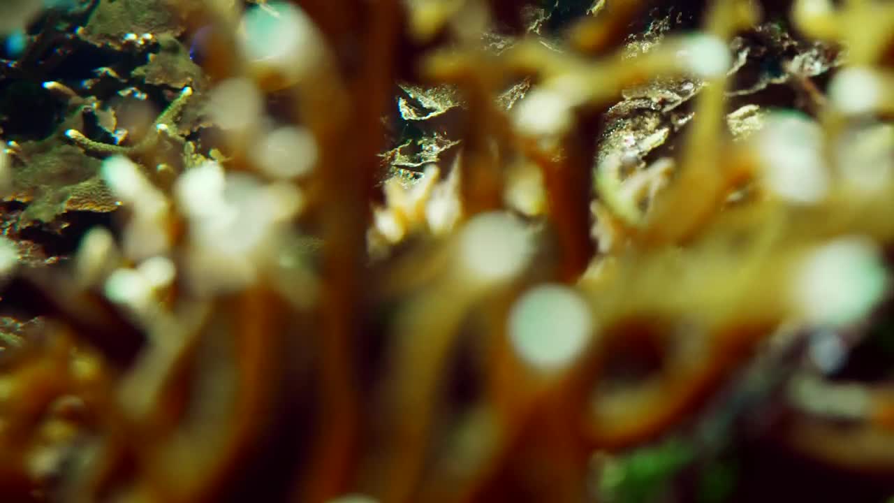 Free Stock Video School Of Ocean Fish Swim Along Coral Reef Live Wallpaper - Free Download