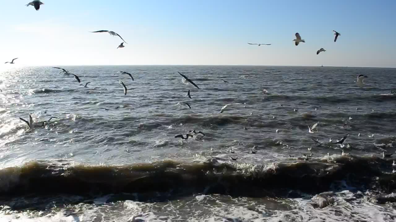 Free Stock Video Seagulls Feeding In The Shallows Live Wallpaper - Free Download
