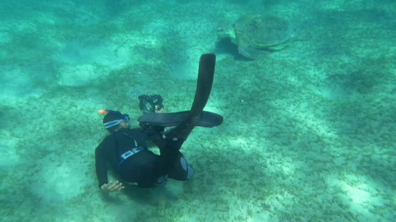 Stock Video Diver Swimming By A Large Turtle Live Wallpaper For PC - Free Download