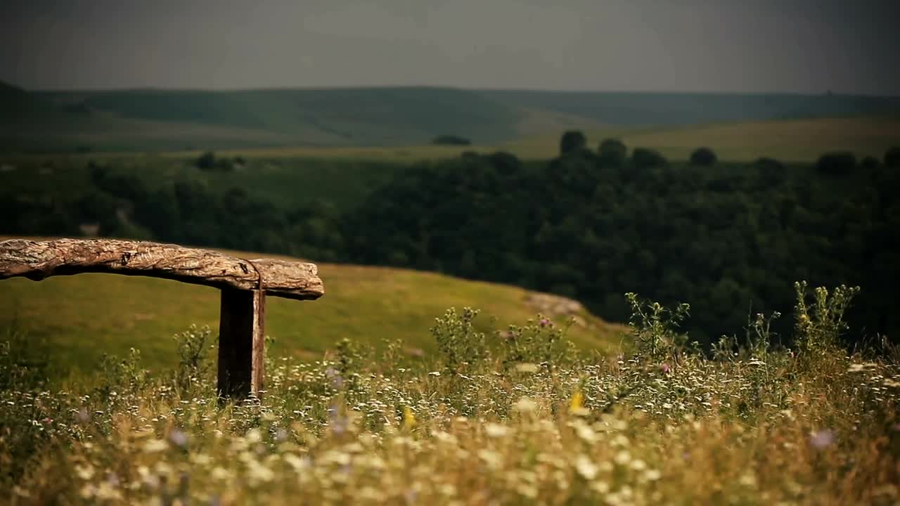 Stock Footage Wildflowers Around A Wooden Bench Live Wallpaper - Free Download