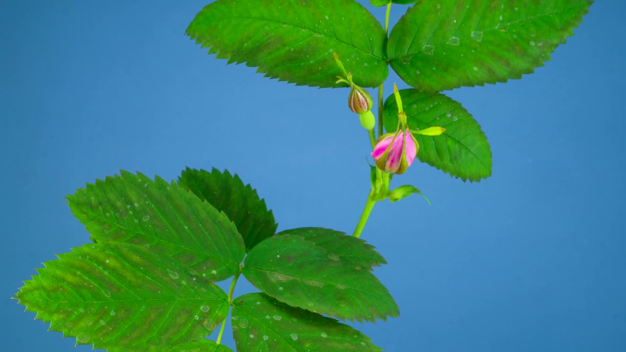 Video Stock Pink Flower Moving And Opening Live Wallpaper Free - Free Download