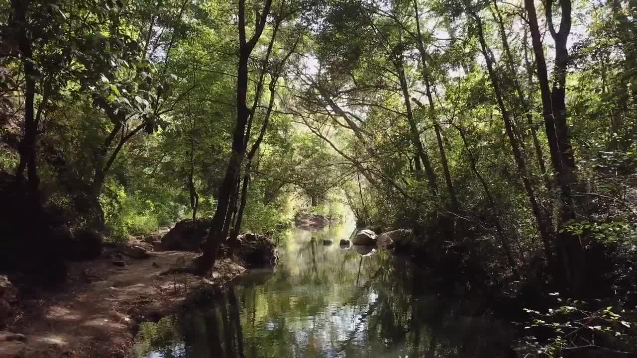 Stock Video Forest Stream In The Sunlight Live Wallpaper For PC - Free Download