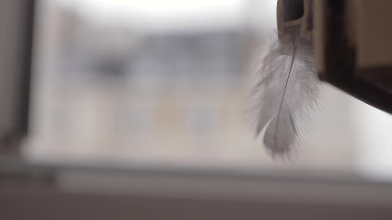 Stock Video Feather Blowing In The Breeze Live Wallpaper For PC - Free Download