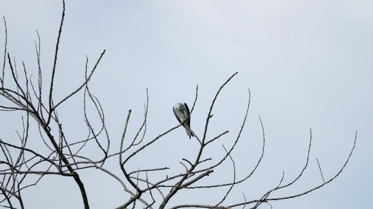 Stock Video Eagle High In The Tree Tops Live Wallpaper For PC - Free Download