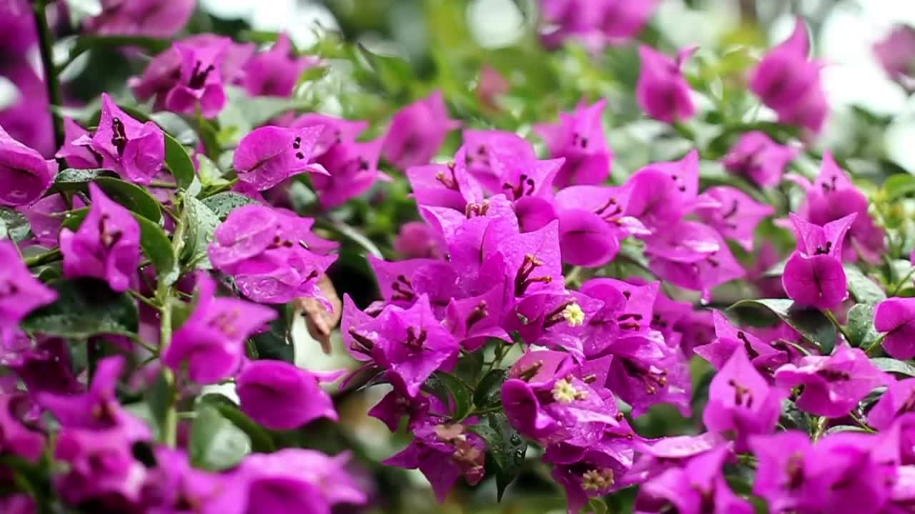 Stock Video Dark Purple Petals Live Wallpaper For PC - Free Download