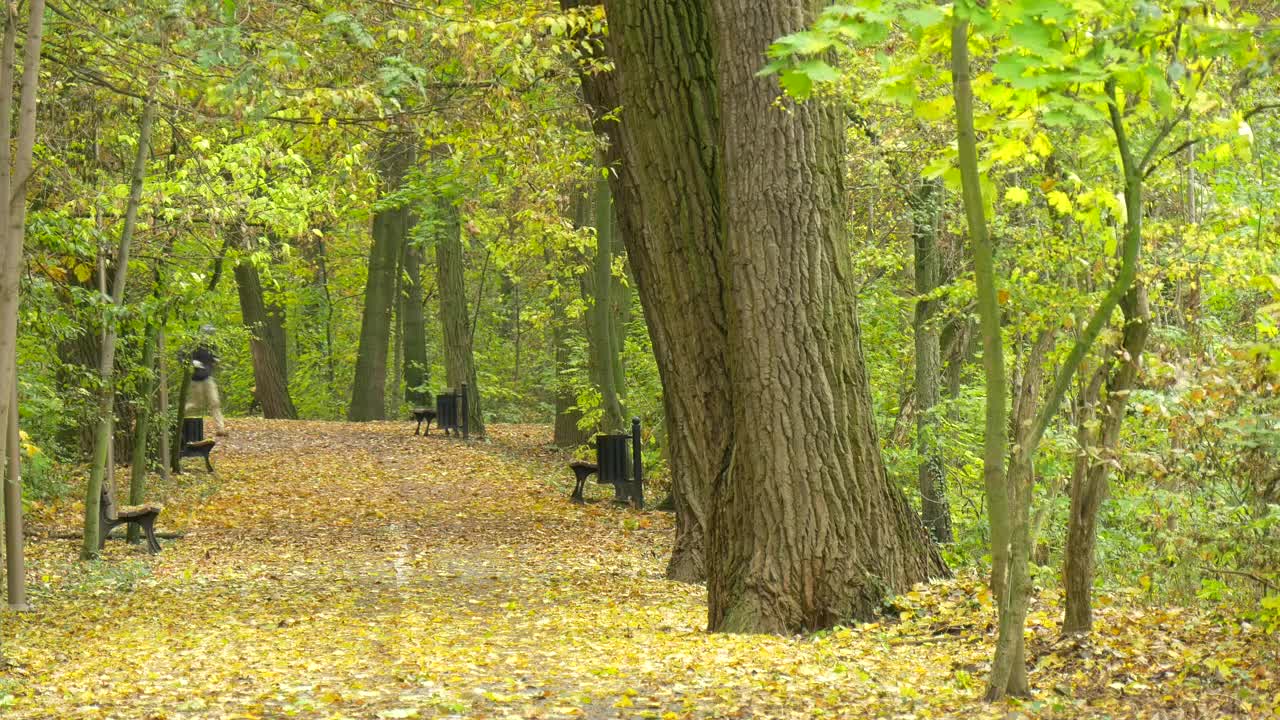 Stock Video Man Walking And Running Through A Park Pat Animated Wallpaper - Free Download