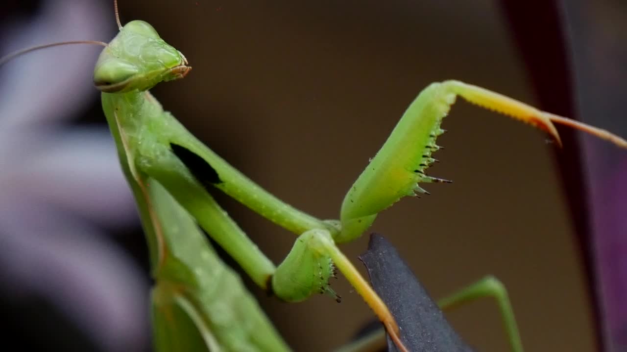 Stock Video Mantis Religiosa Closeu Animated Wallpaper - Free Download