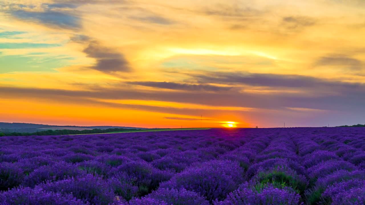 Free Video Stock sunset over lavender field Live Wallpaper - Free Download