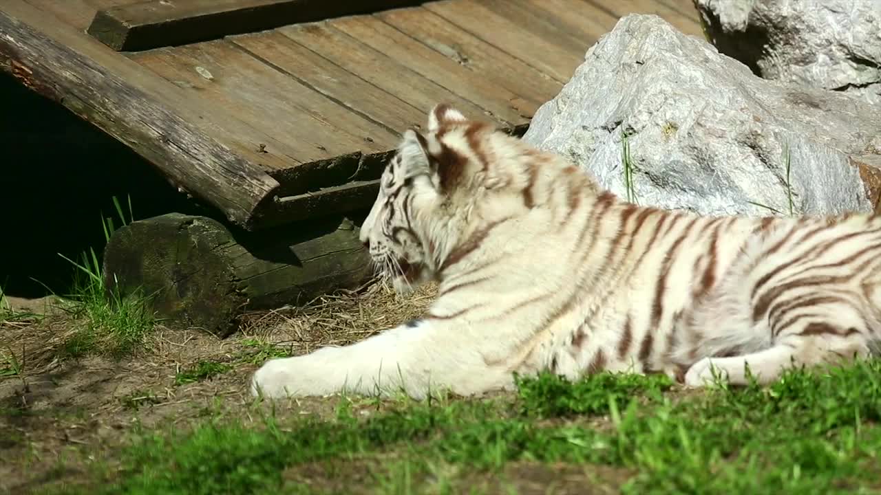 Stock Footage White Tiger Cub Resting On The Grass Live Wallpaper - Free Download